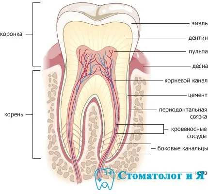 Схема строения зуба: эмаль, дентин, пульпа, корневой канал